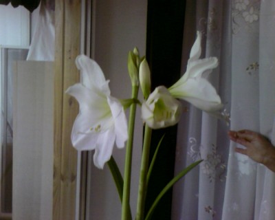 Photo-0157.jpg