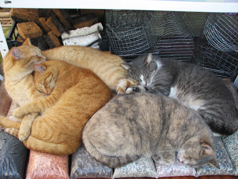 Cats.jpg